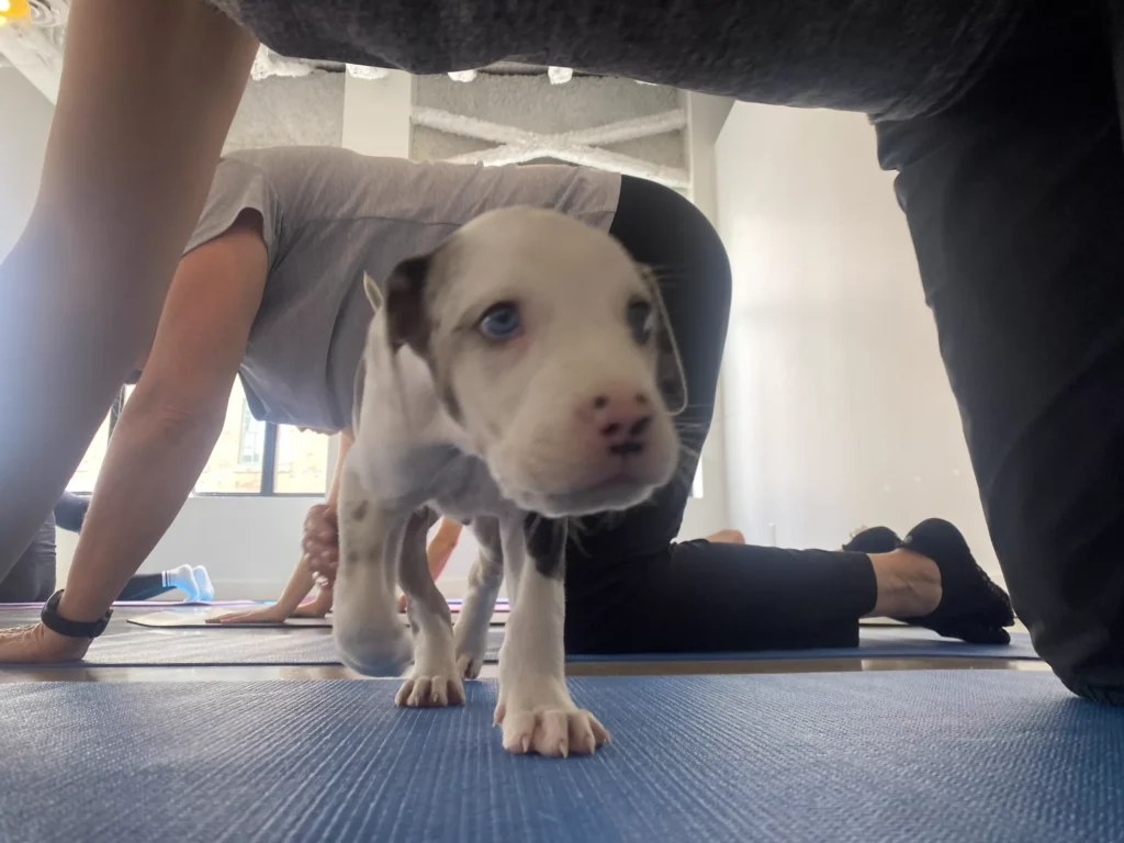 How to Relax on the Weekend from a Stressful Workplace: Puppy Yoga